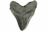 Bargain, Fossil Megalodon Tooth - South Carolina #168224-2